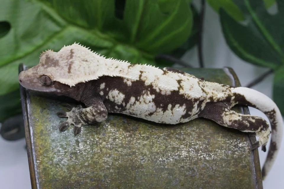 Phaedra (White Squall x Coconut)