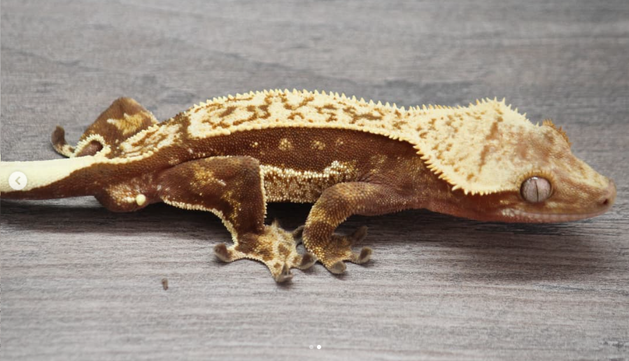 Sire: Apollo (Gecko Junkie)