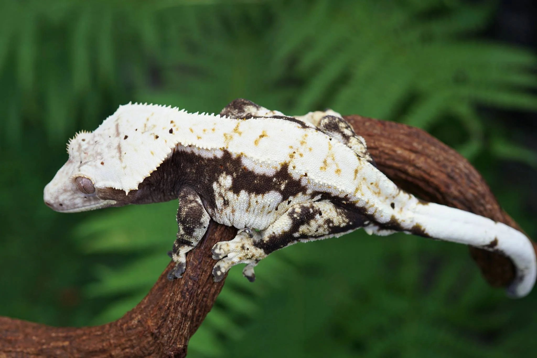 Velvet Revolver (Cupcake x Gibby's Sis) - Emerald City Cresties