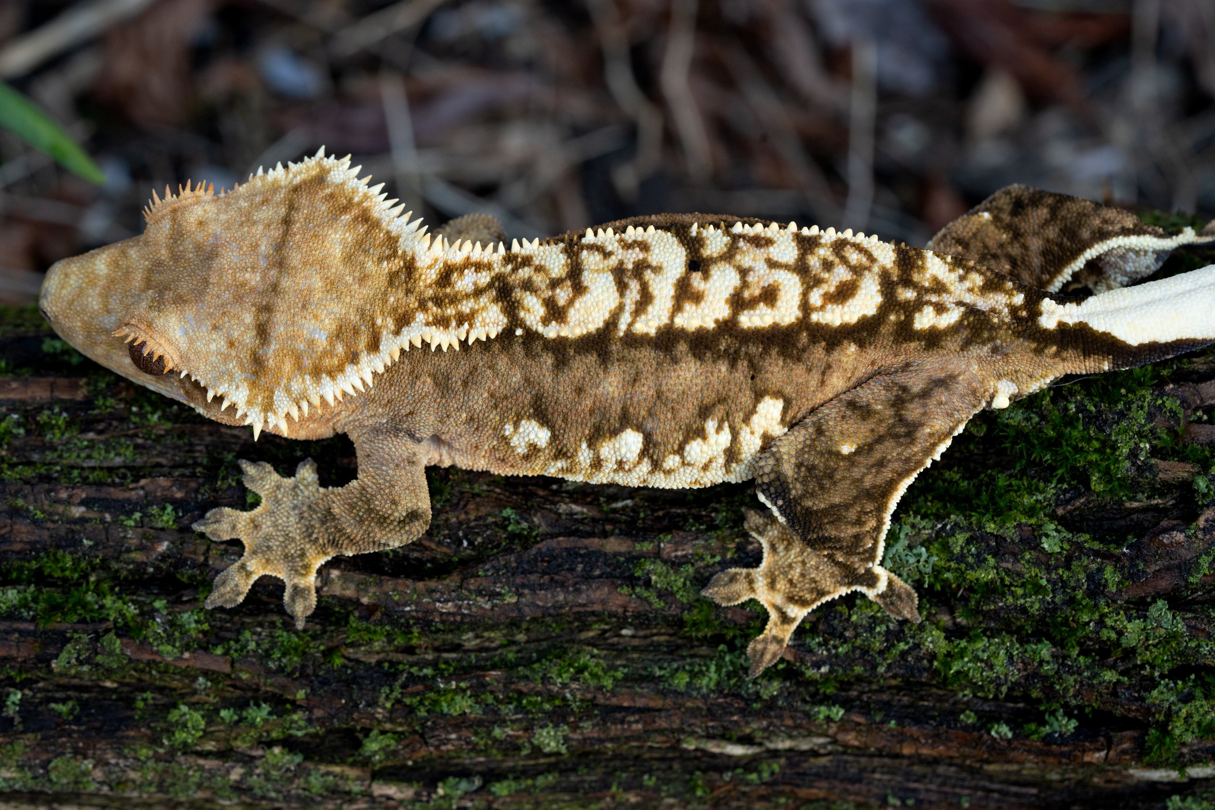 loess crazy mondo-2.jpeg