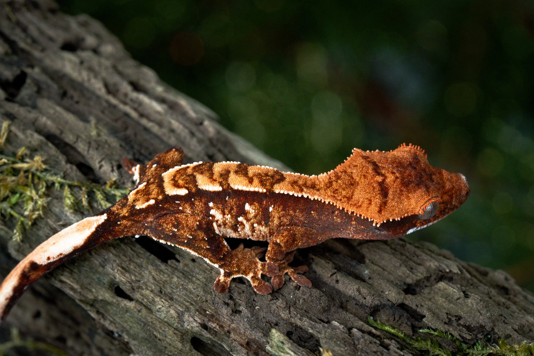 Sidecar x Amenhotep (SiAm25-9) Produced by Celestial Exotics