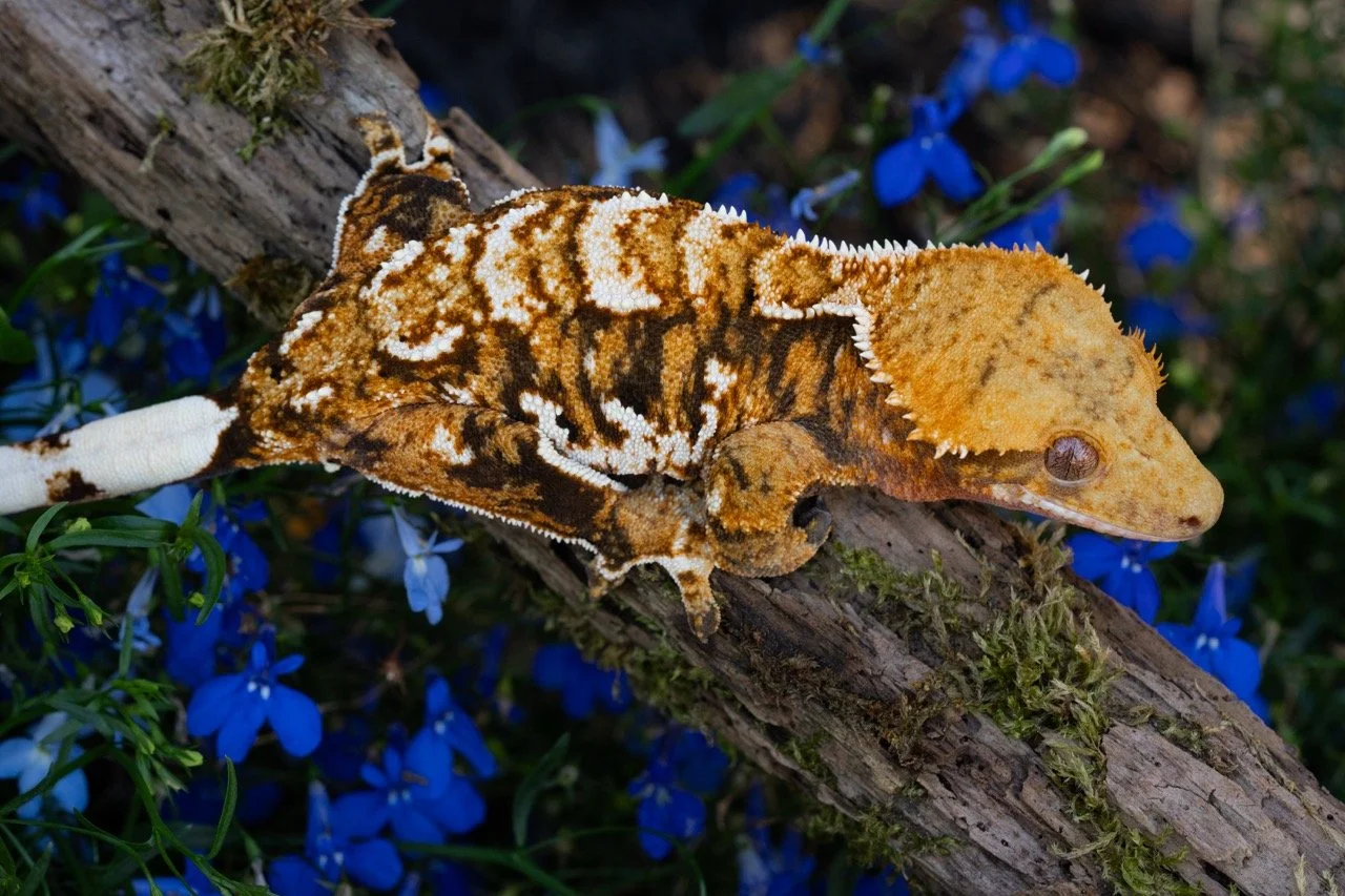 misery business-1-4 Large.jpeg