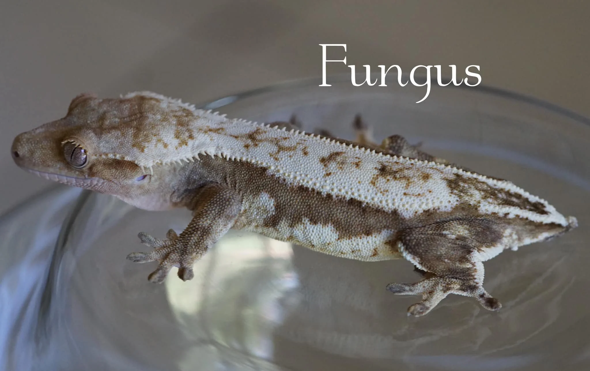 Fungus - Produced by Altitude Exotics