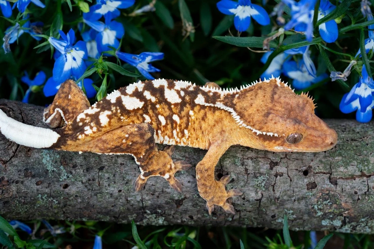 pina colada x tigereye Large Large.jpeg