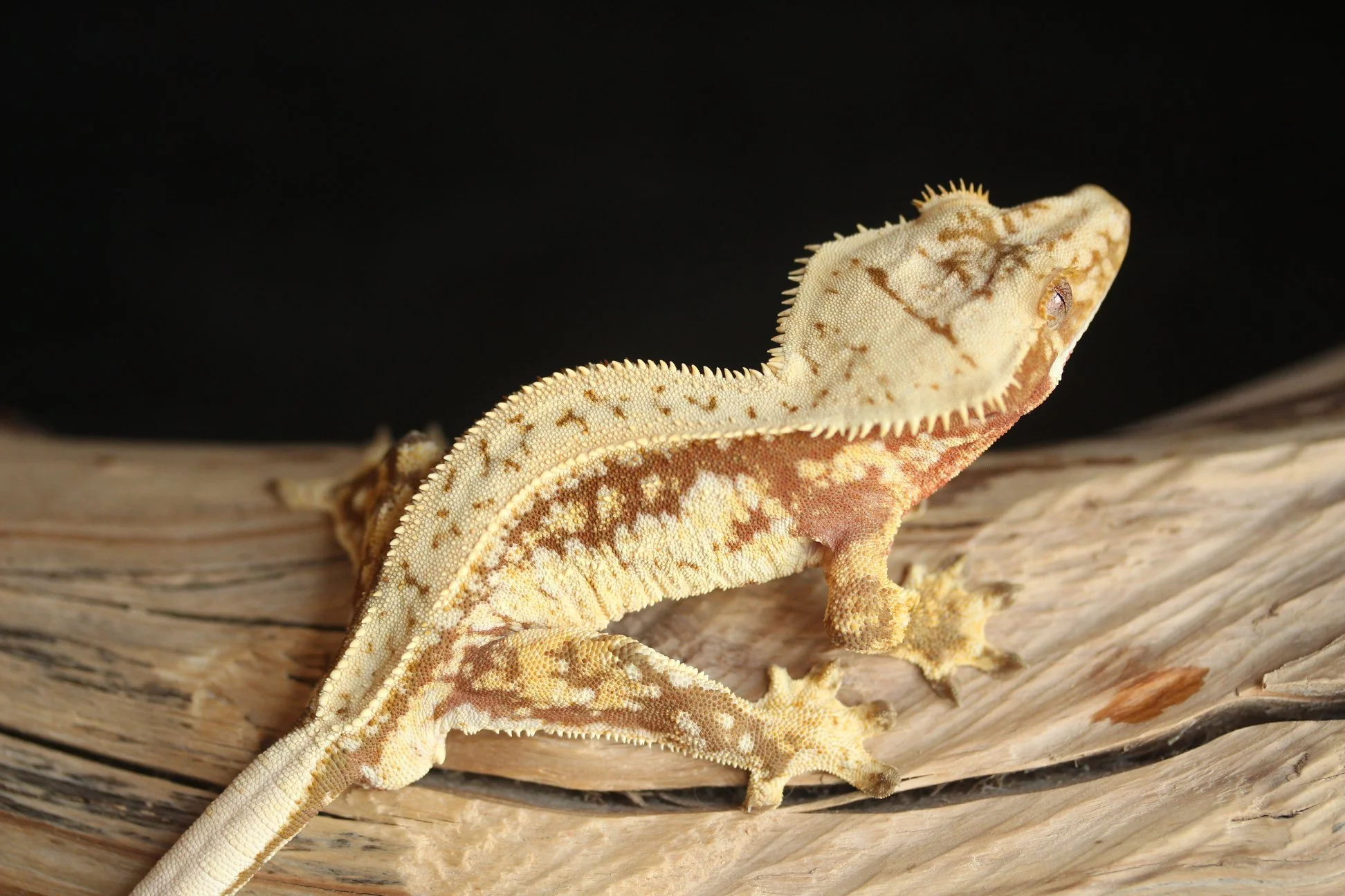 Gladiator (Daredevil x Serra)  Produced by Sevachko Exotics