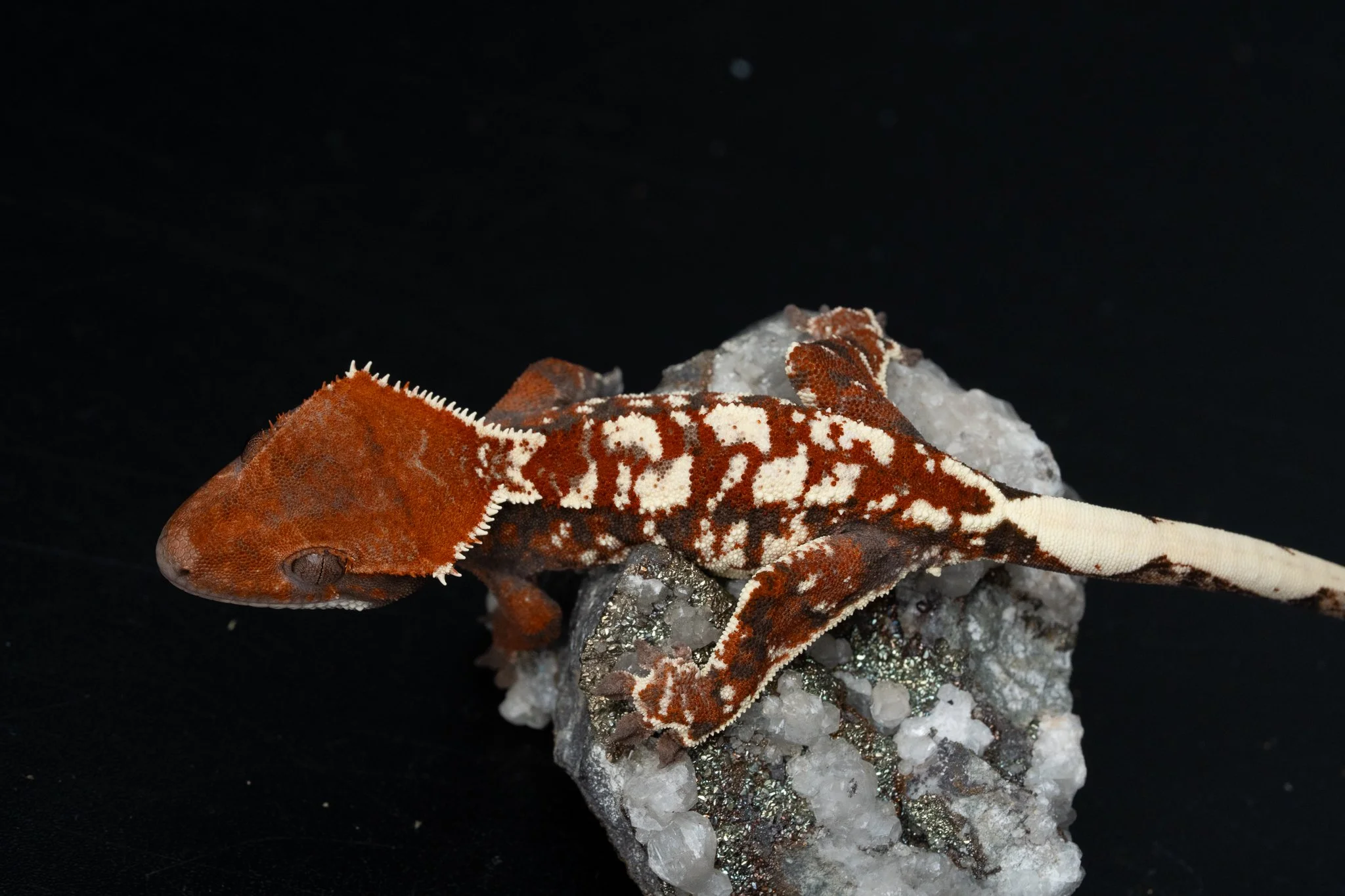 Kaluha x Carney (KaCa25-6) Produced and Owned by Celestial Exotics
