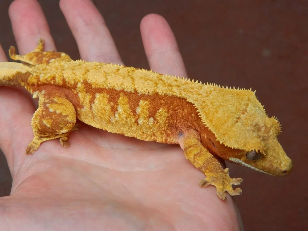 Yara (Joey x Willa) Produced by Here's Your Gecko