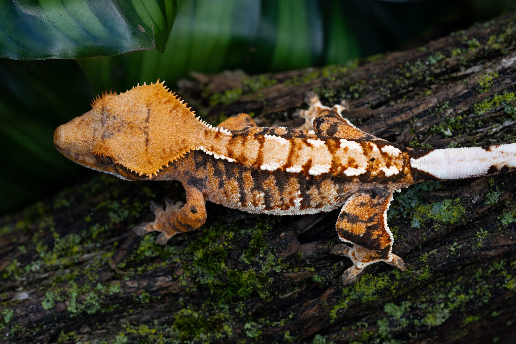 Brave Little Toaster x Cordette - Produced by Celestial Exotics