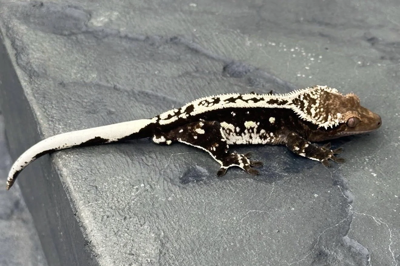 Obsidian (Jupiter x Ghirardelli) Produced by TCGeckos