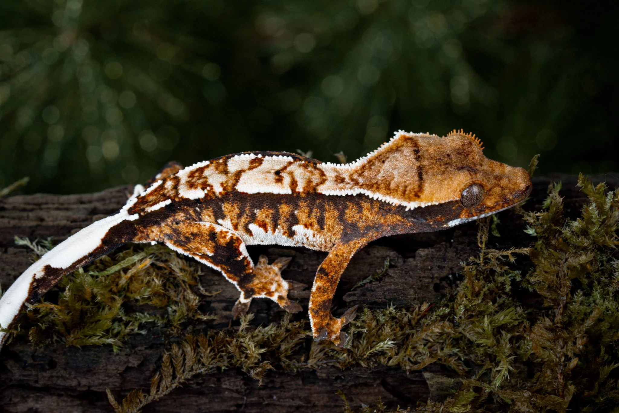 Kilowatt x Intergalactic Dumpster Fire (IDFKi25-6) Produced by Celestial Exotics