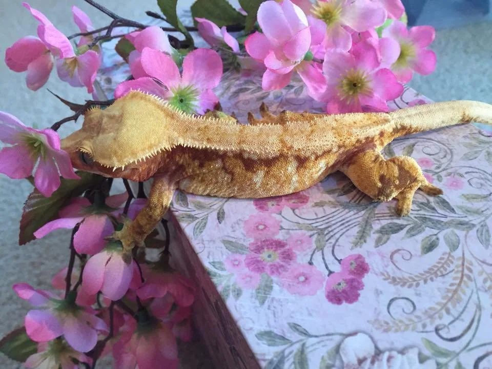 Prada (Mirage x Yara) Produced by Nautilus Reptiles