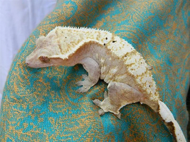 Starlyn - Produced by Crown Jewel Reptiles