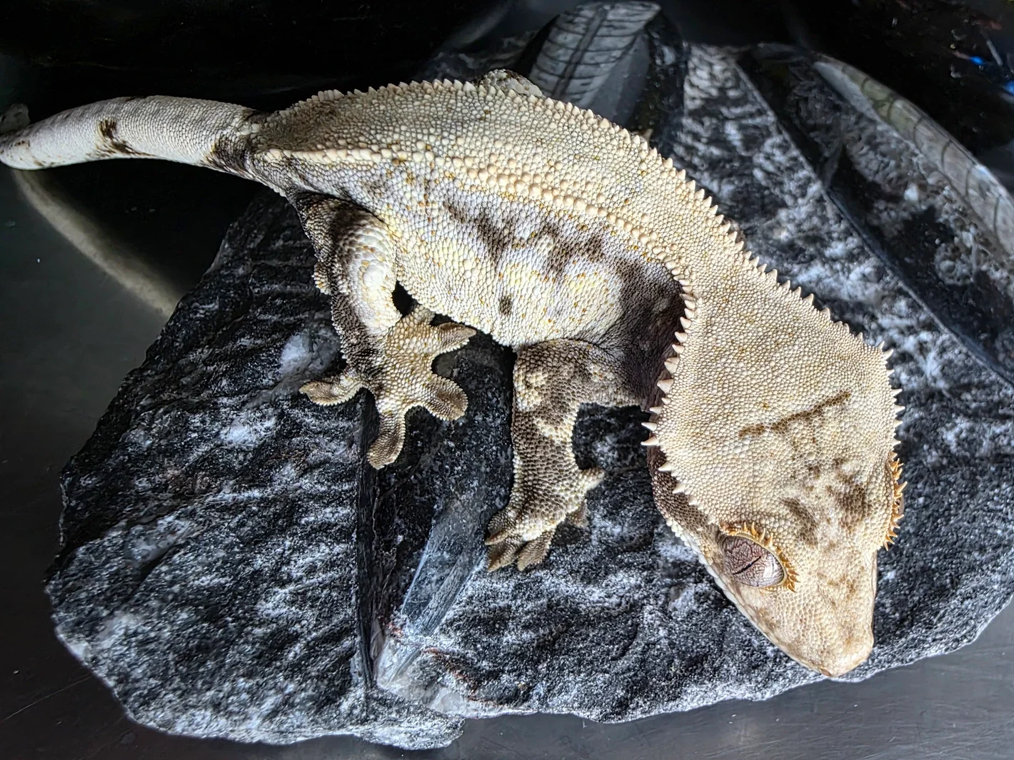 Caribou Lou X Amunet 2.webp