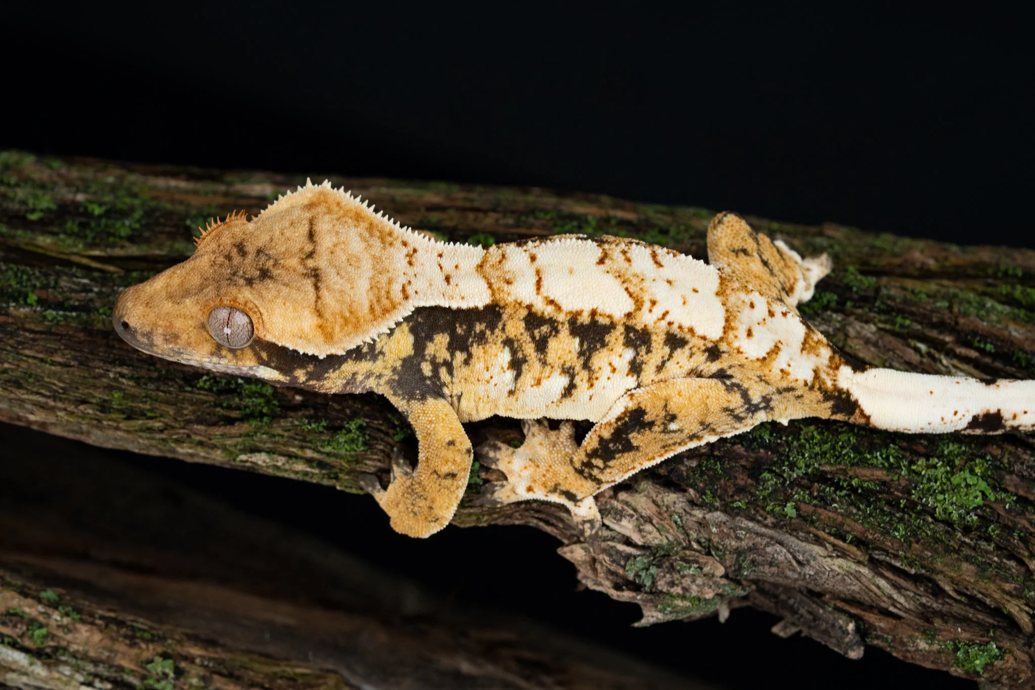 Gory Hole x Vans (VaGH25-4) Produced by Celestial Exotics