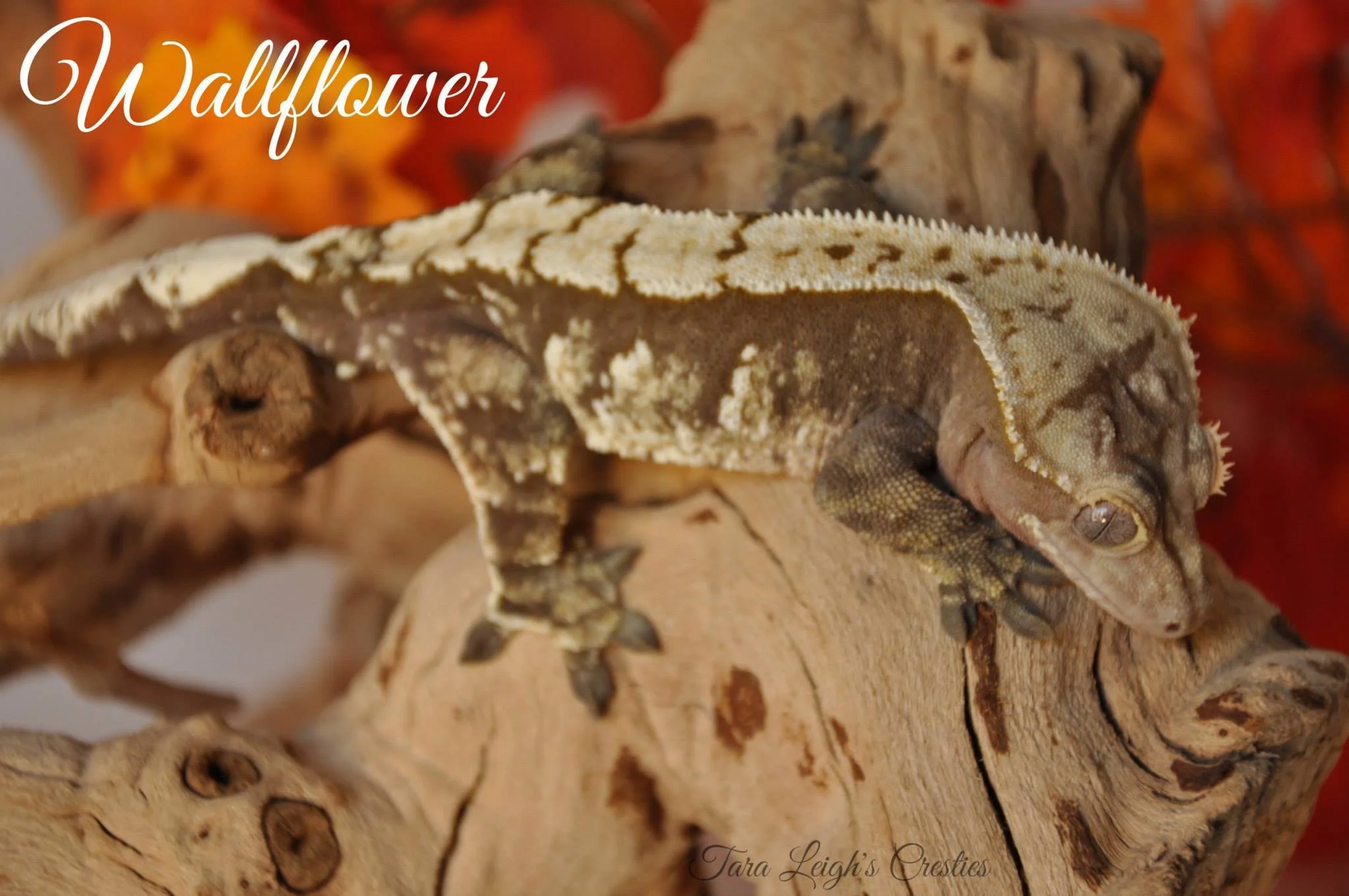 Wallflower (Chowder x Shuttle) Sadler Reptiles