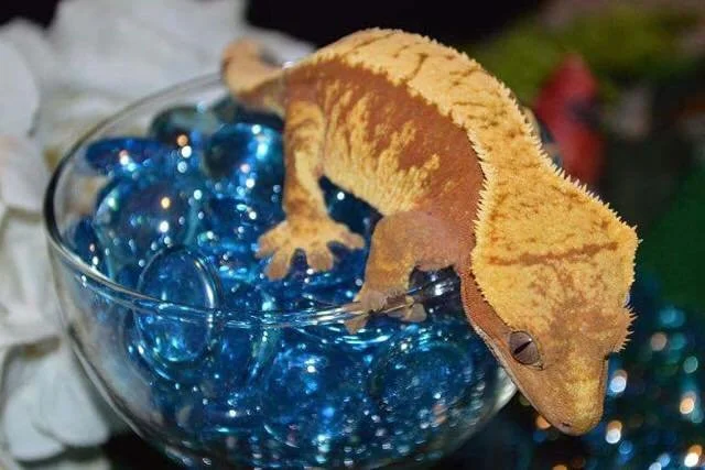 Willow - Here's Your Gecko