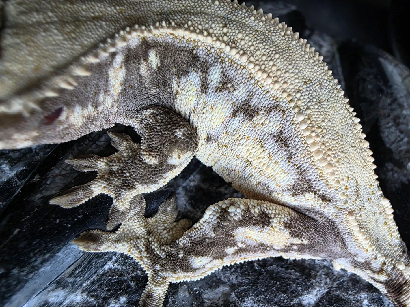 Caribou Lou X Amunet 5.webp