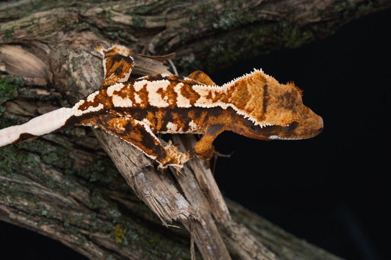 Smigma x Queens Gambit (SmQG25-3) Produced by Celestial Exotics