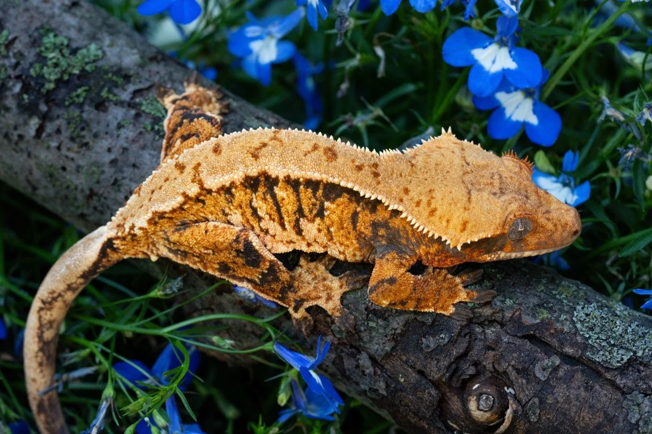 Rendezvous x Amenhotep (ReAm24-6) Produced by Celestial Exotics