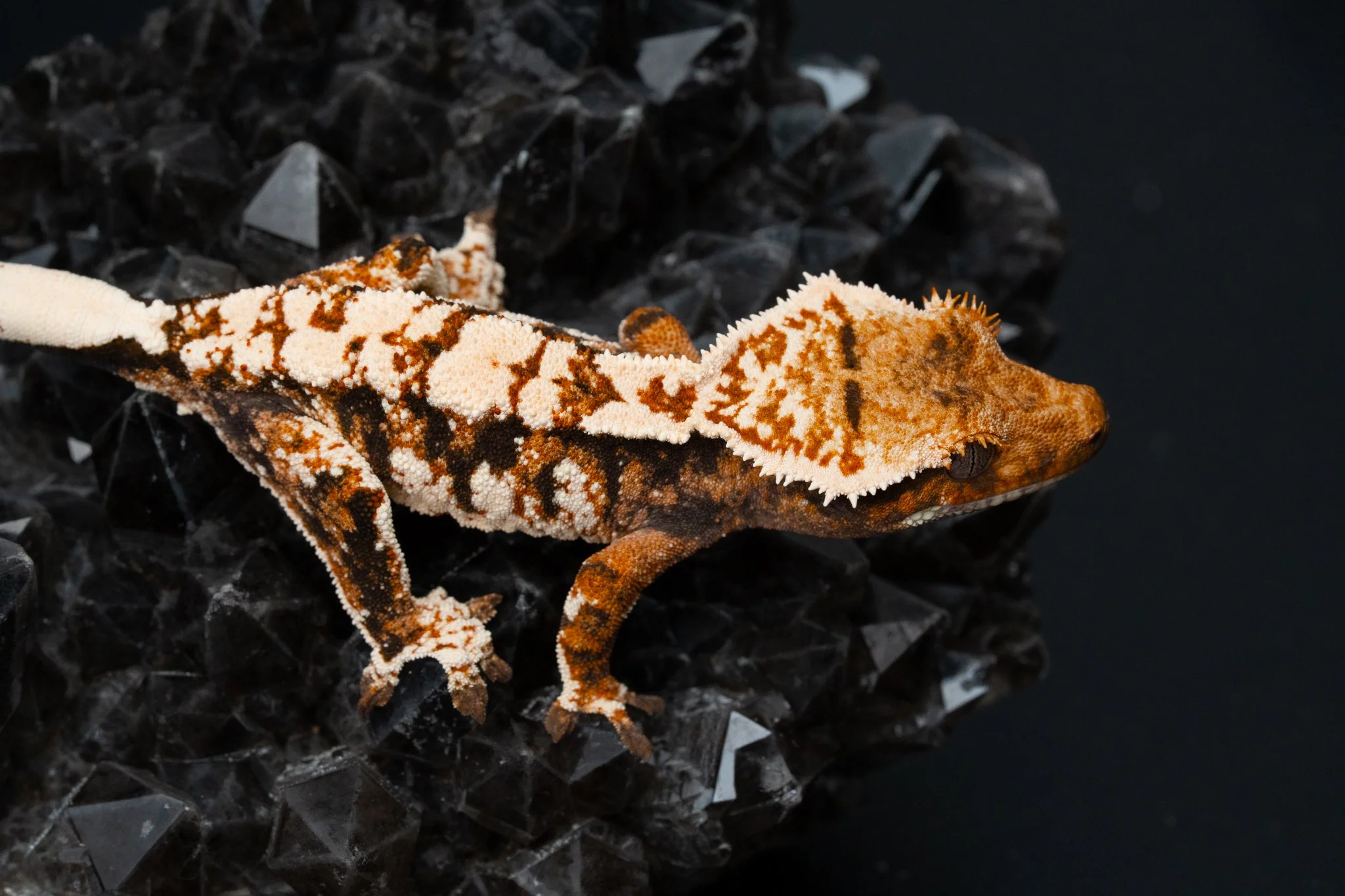 roman empire smqg254-1.jpg