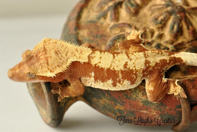 Ruby Tuesday (Sparta x Icee) Wicked Geckos