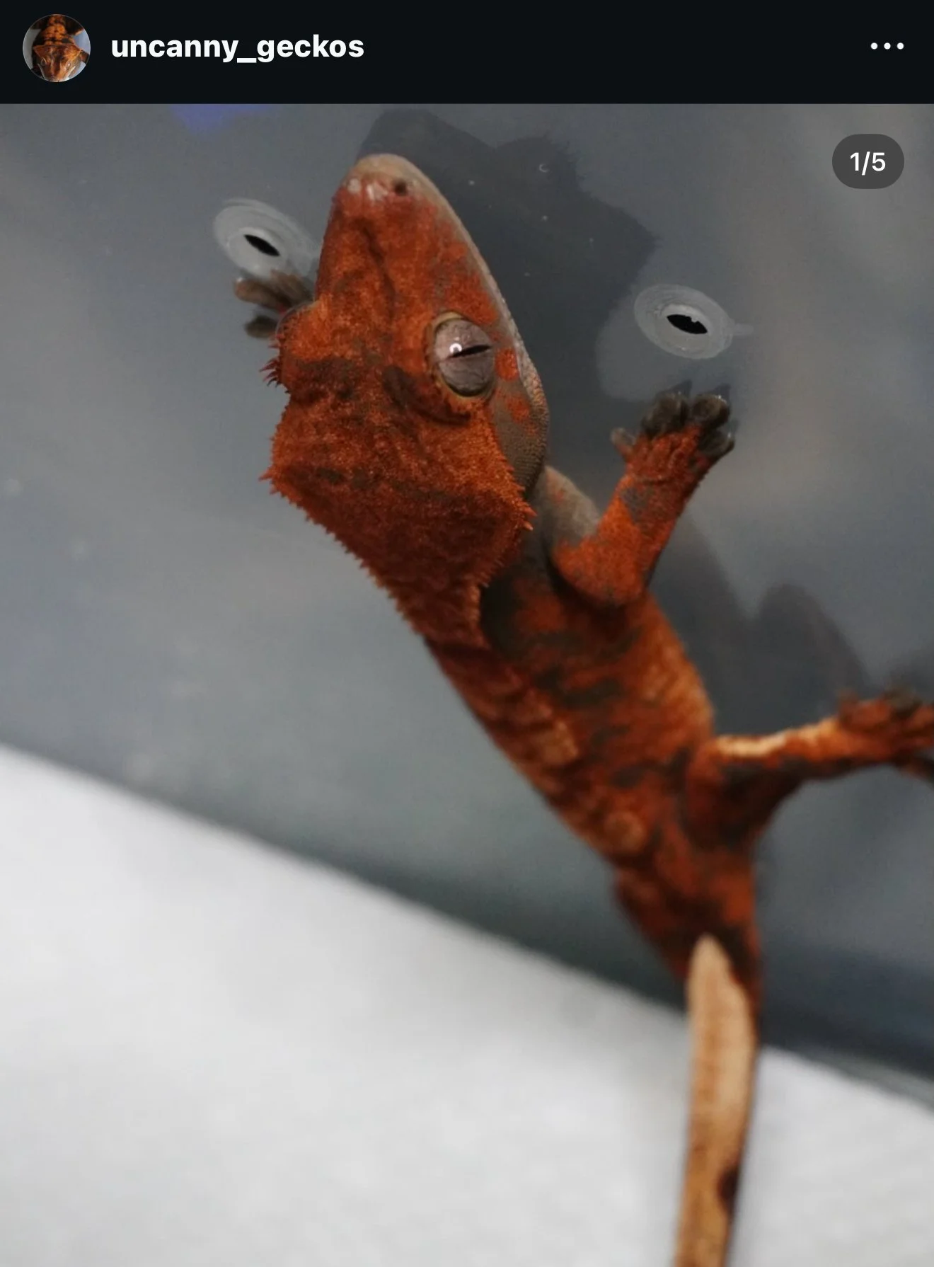 Marionette x Jigsaw, Produced by Celestial Exotics, Owned by Uncanny Geckos