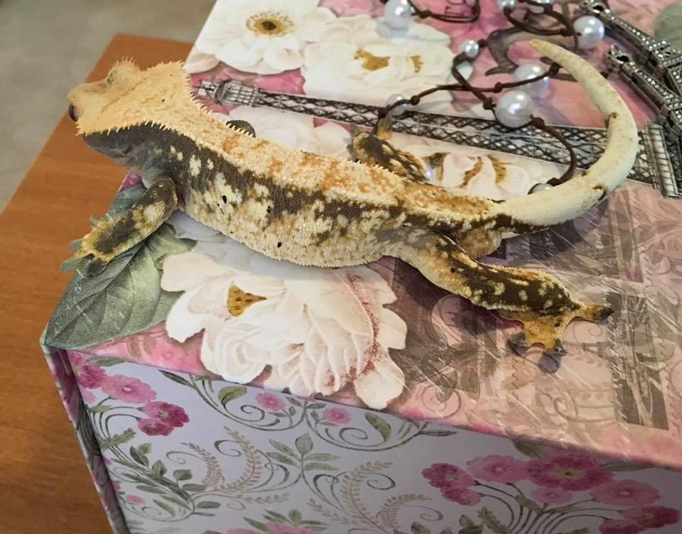 Elvy (Voodoo x Asia) Produced by Emily's Geckos