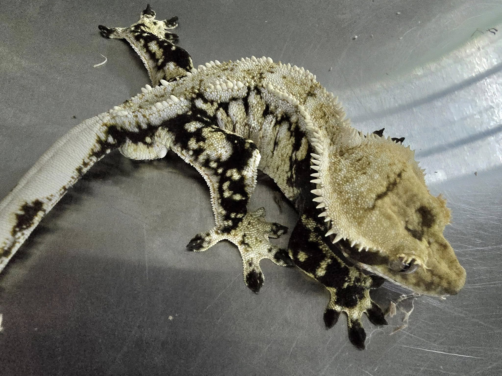 Caribou Lou (Jarvis x Sphinx) ZenGex