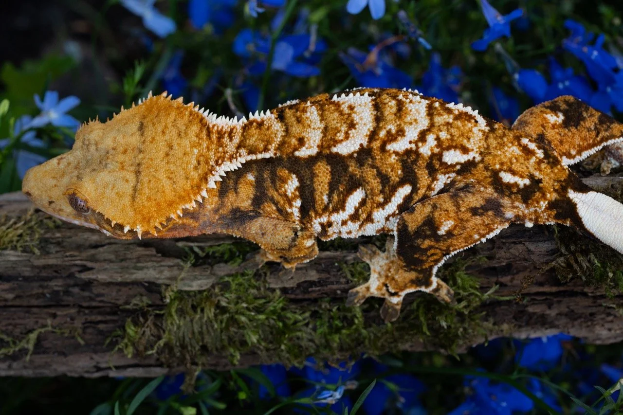 misery business-4 Large.jpeg