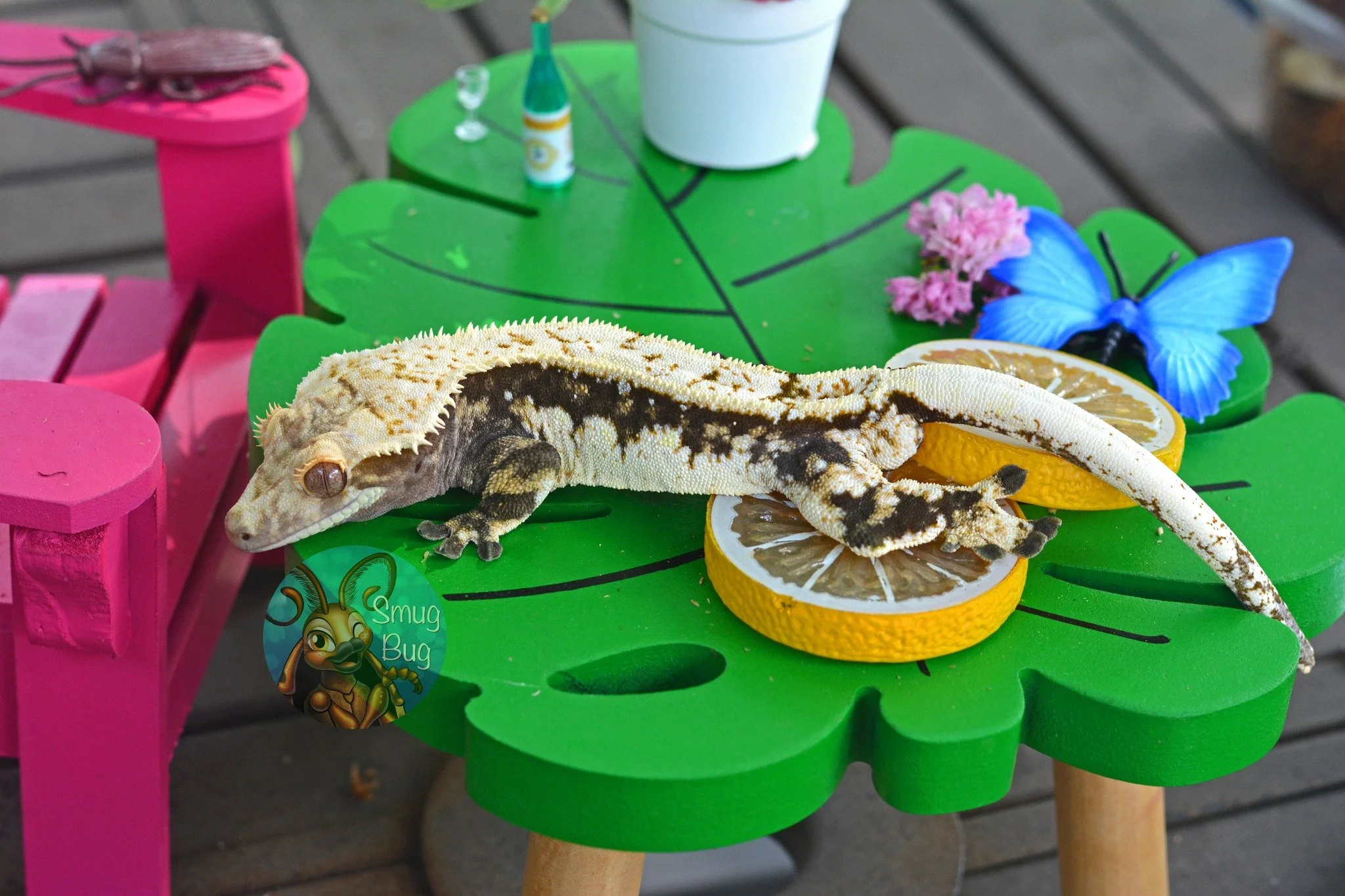 Tree Biscuit (Onyx x Toffee) Produced by Gui's Gecko