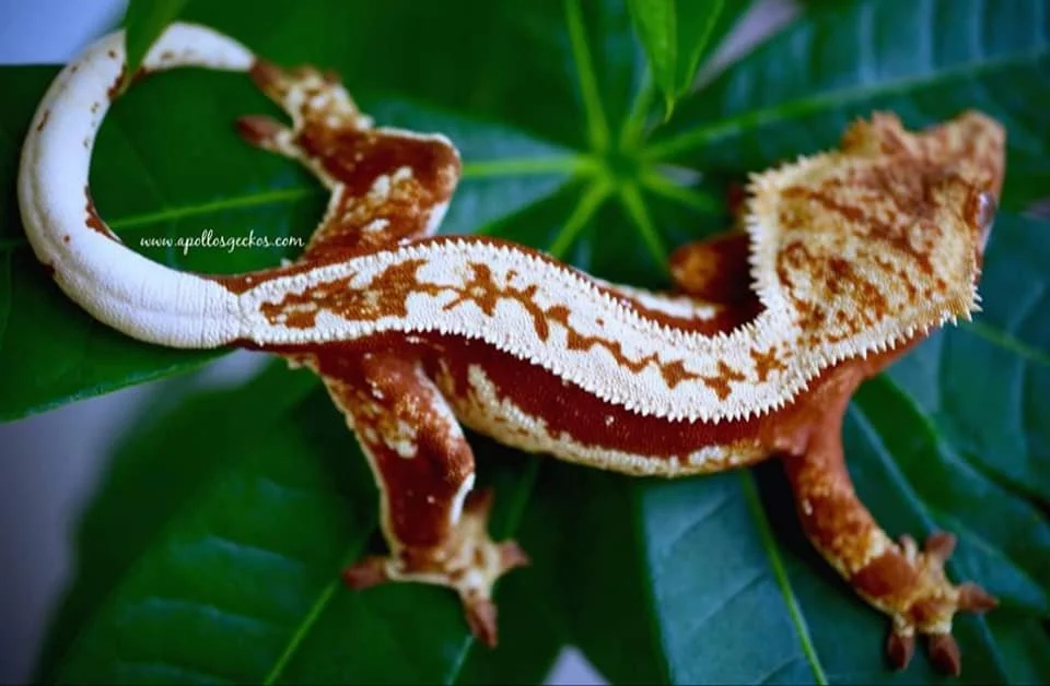 Aztec (Clove x Halcyon) Produced by Apollo's Geckos