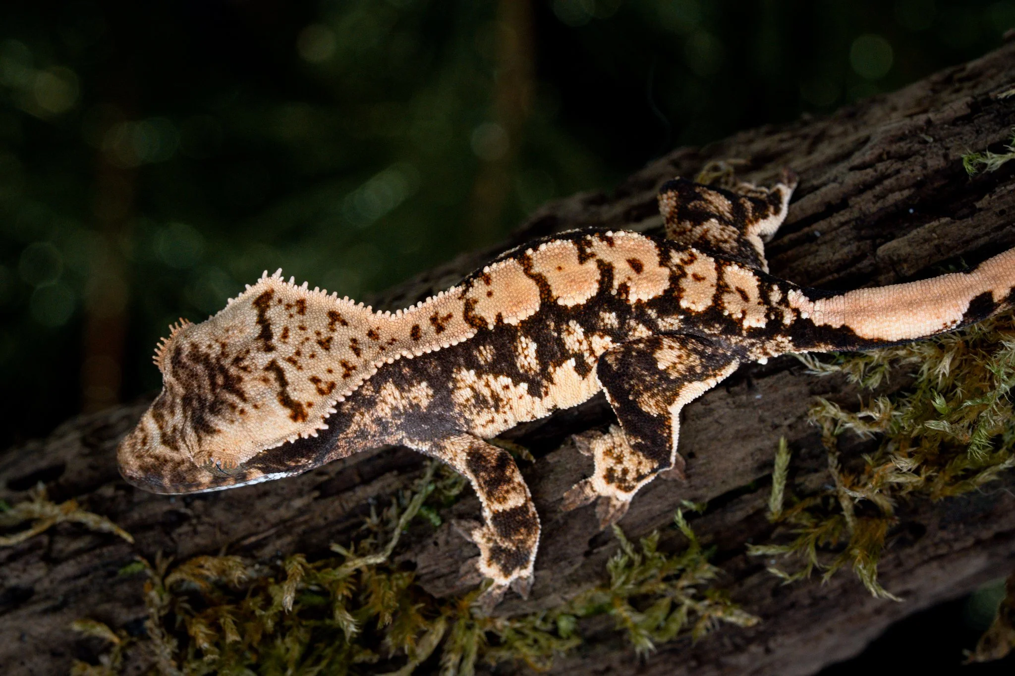 Coronation x Brain Rot (BRCo25-8) Produced by Celestial Exotics 