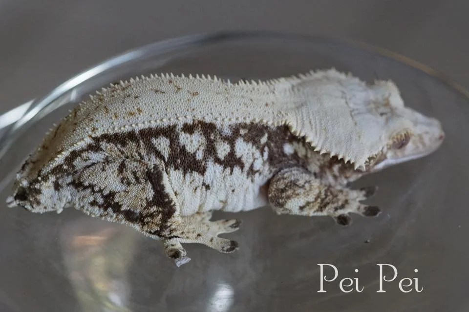 Pei Pei (Marshall x KitKat) - Epic Geckos