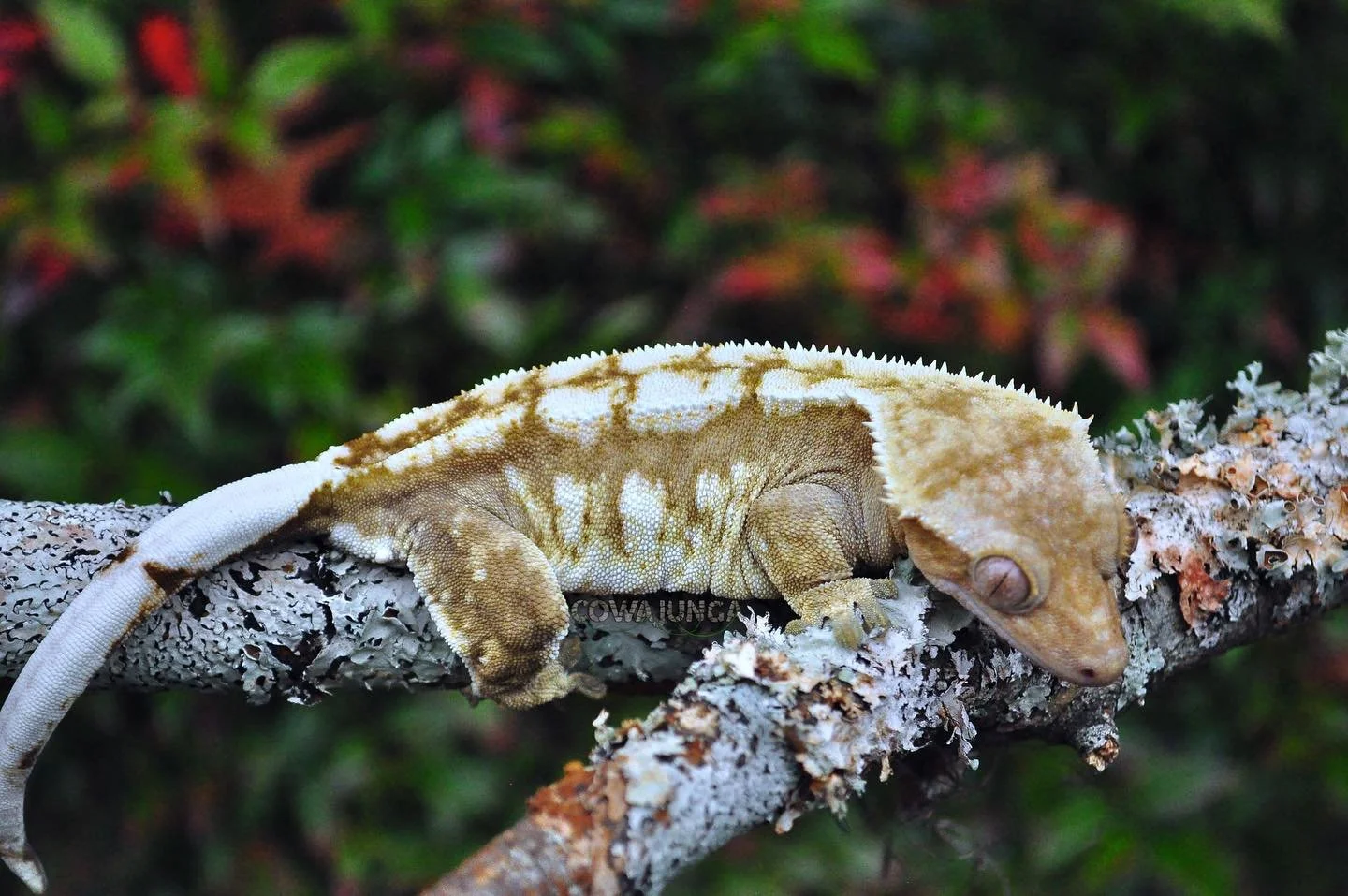 Kintsukuroi (Jarvis x Fungus) Produced by ZenGex