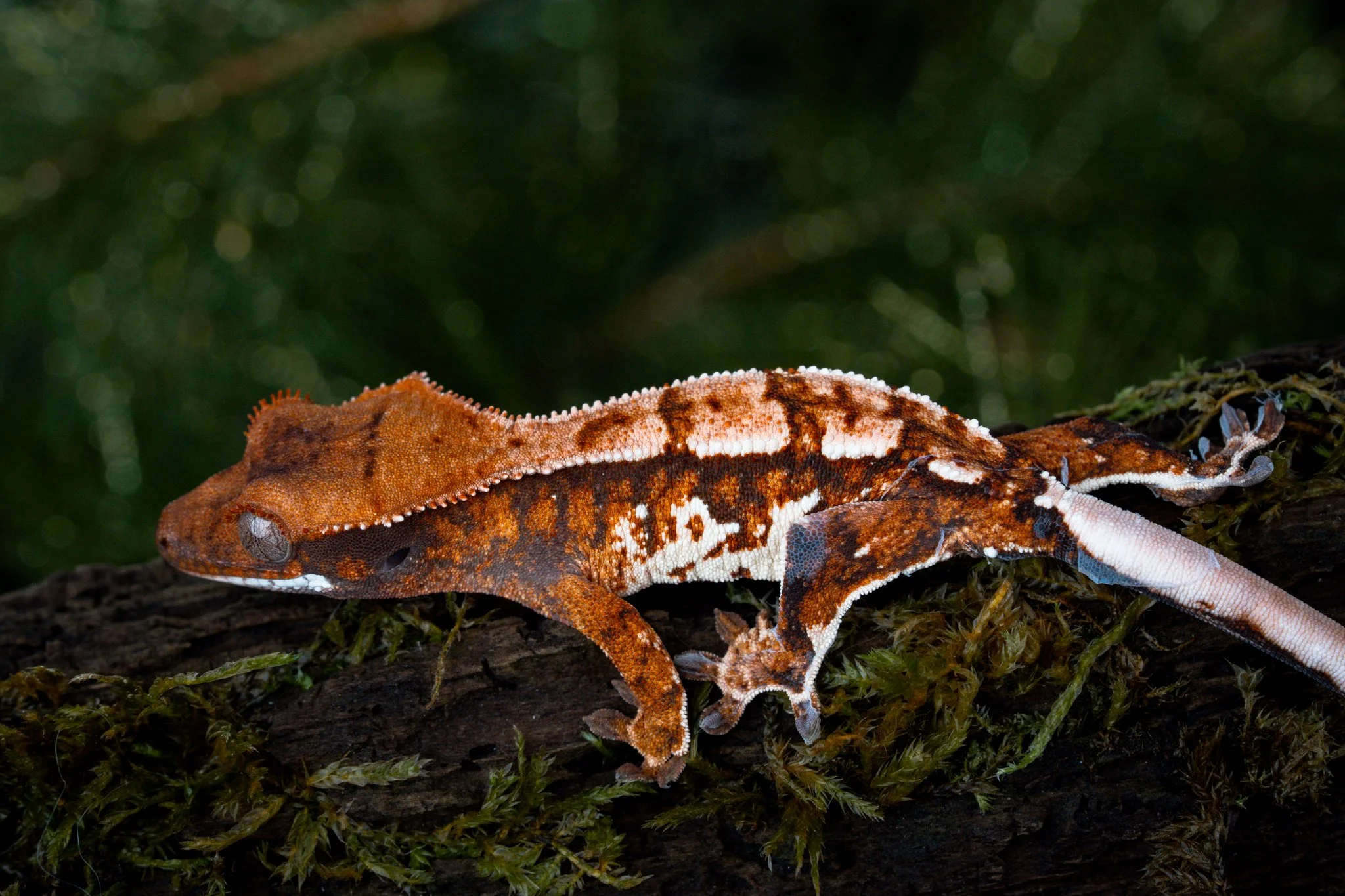 Sidecar x Amenhotep (SiAm25-6) Produced by Celestial Exotics