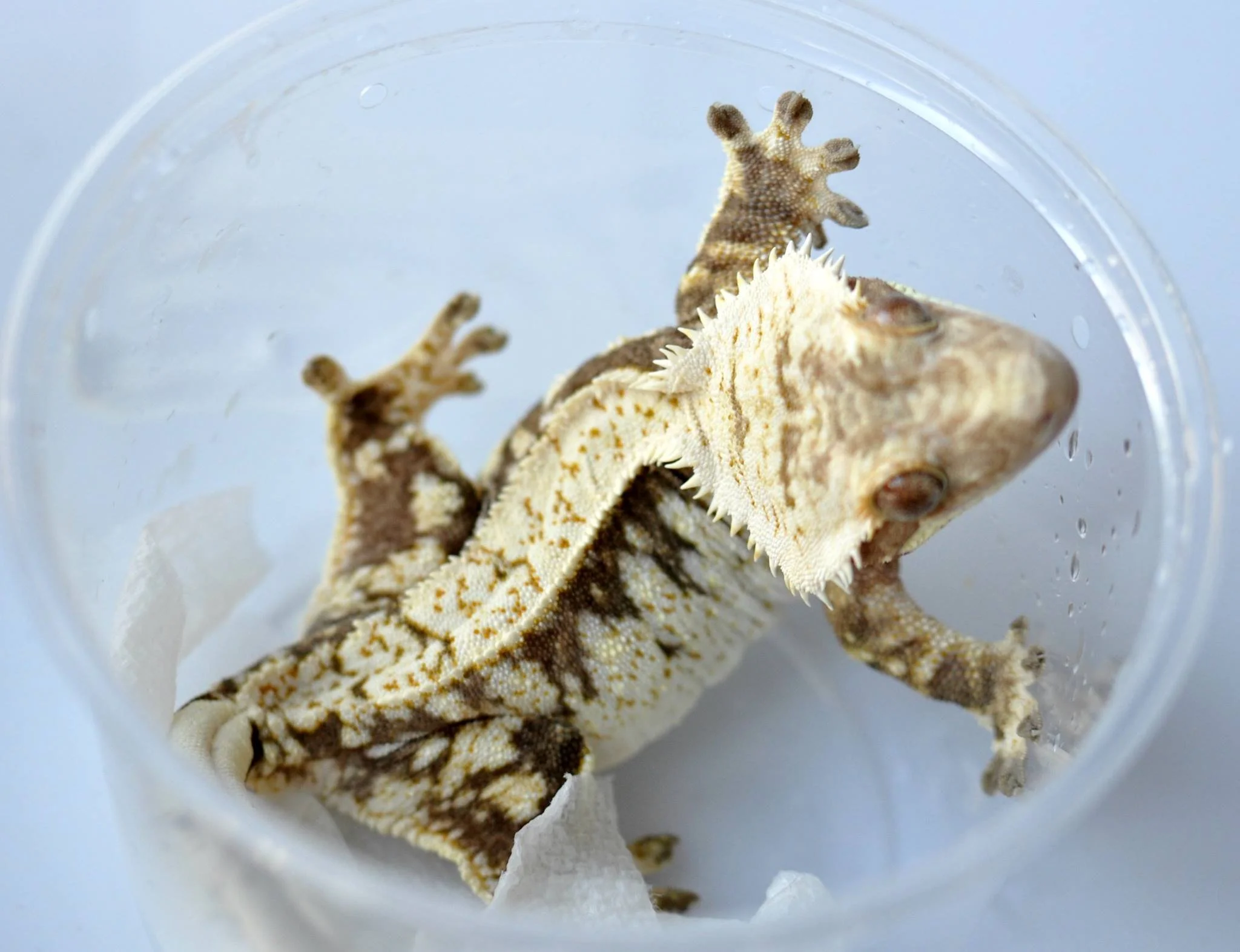 Williks (Beans x Fuddrucker) JB's Cresties