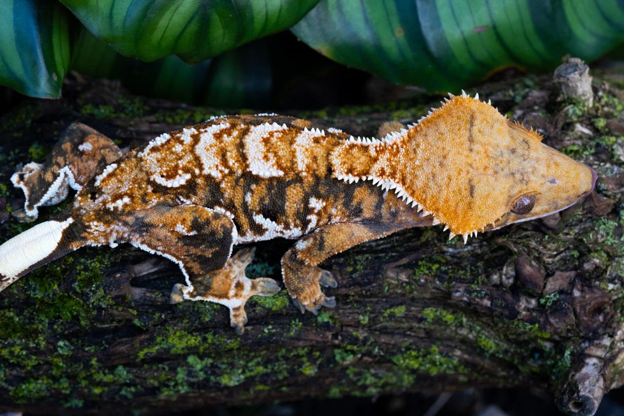 misery business-1-3 Large.jpeg