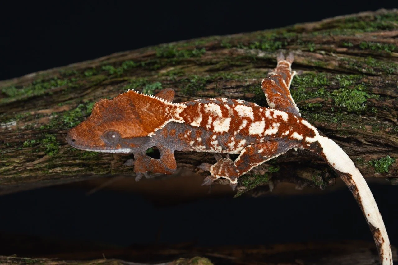 KaCa25-6-1-3 Large.jpeg