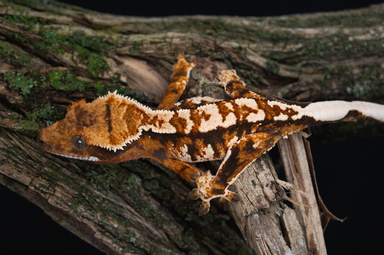 Smigma x Queens Gambit (SmQG25-3) Produced by Celestial Exotics