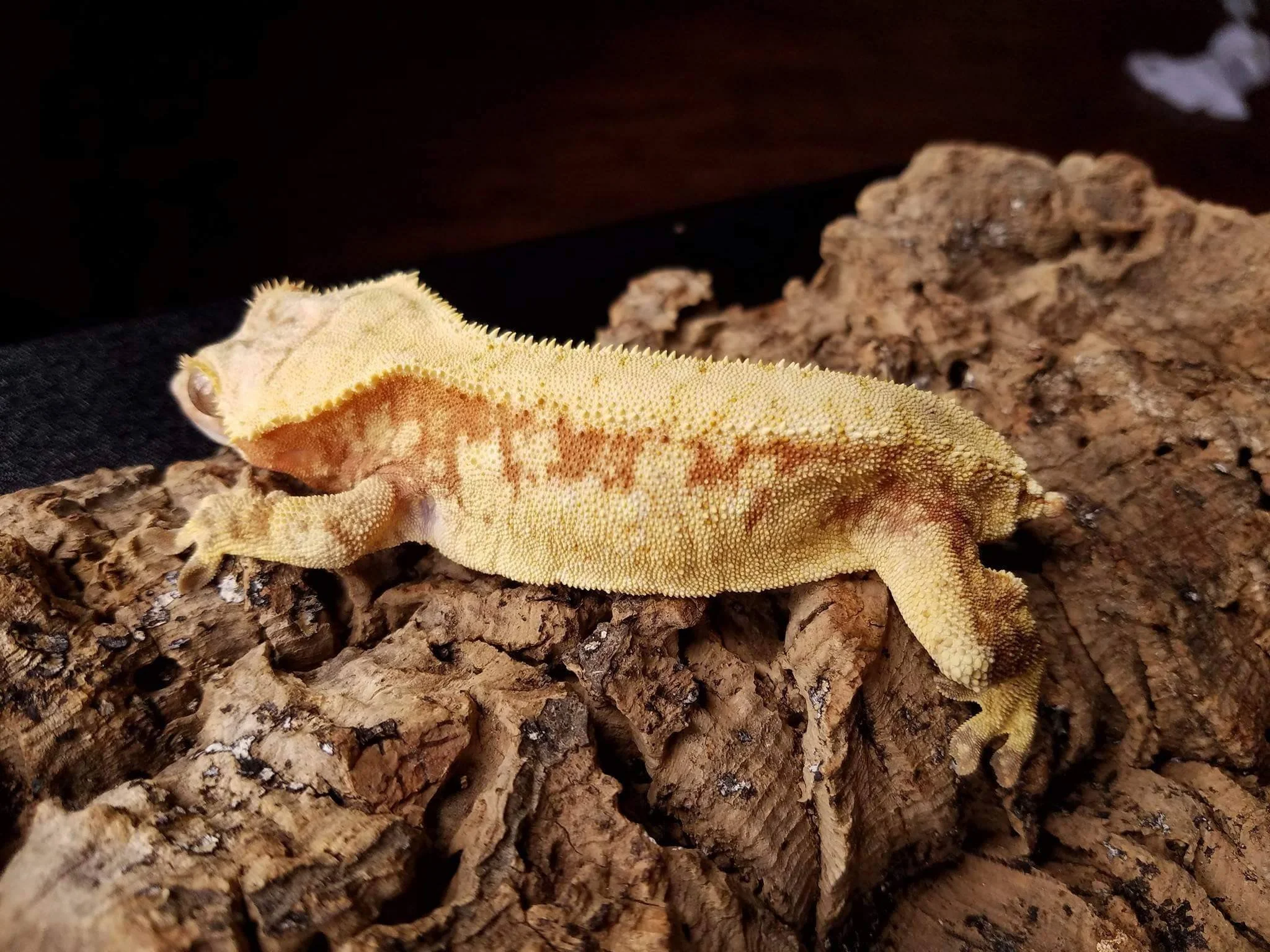 Beaufort (Captain x Sunspot) The Minagerie