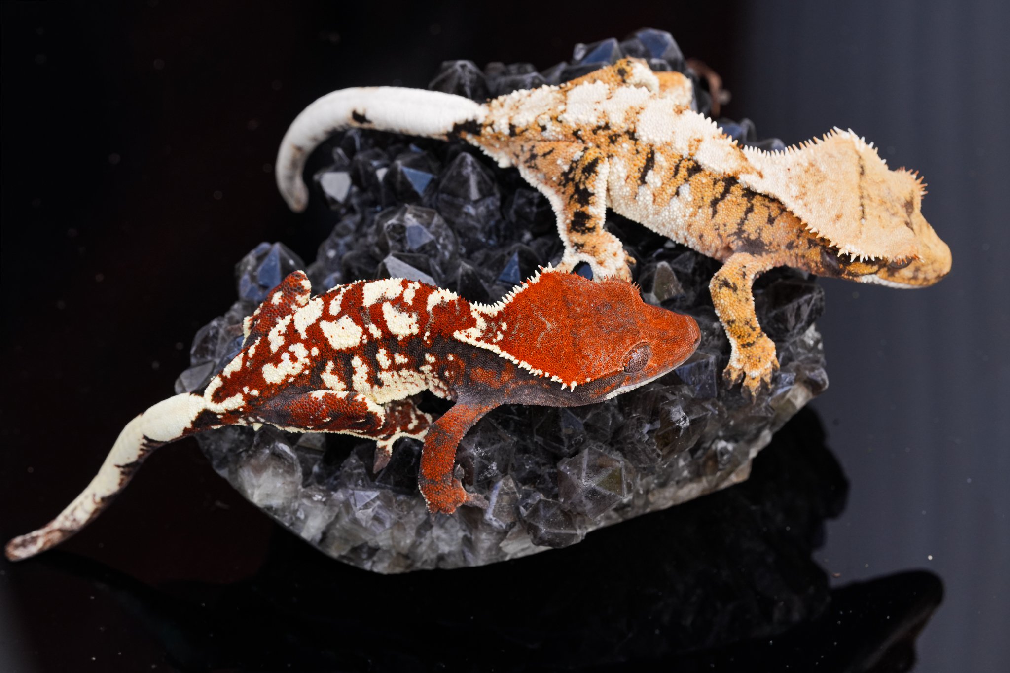 ezcheez and kaca .jpg