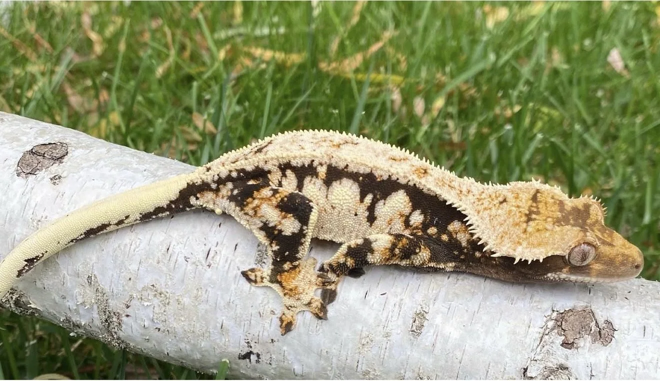 Ghirardelli - Produced by Captivating Critter