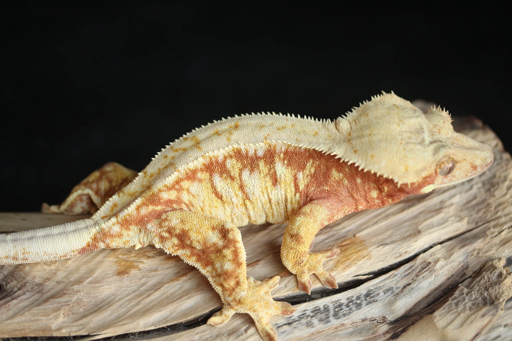 Amaranth (Elvy x Prada) Produced by Glamour Geckos