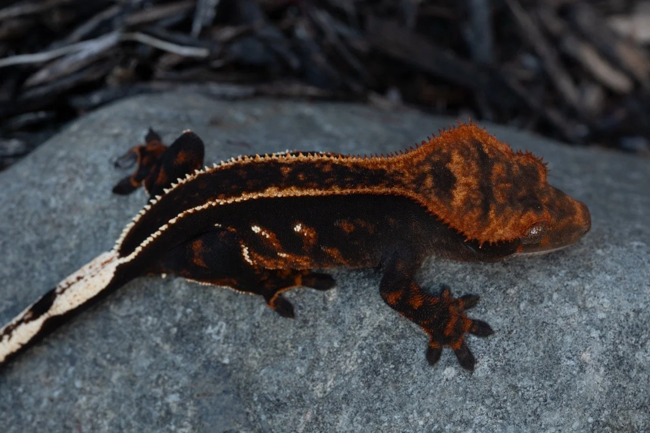 Eventide (Marisol x Nulo) Produced and Owned by Celestial Exotics