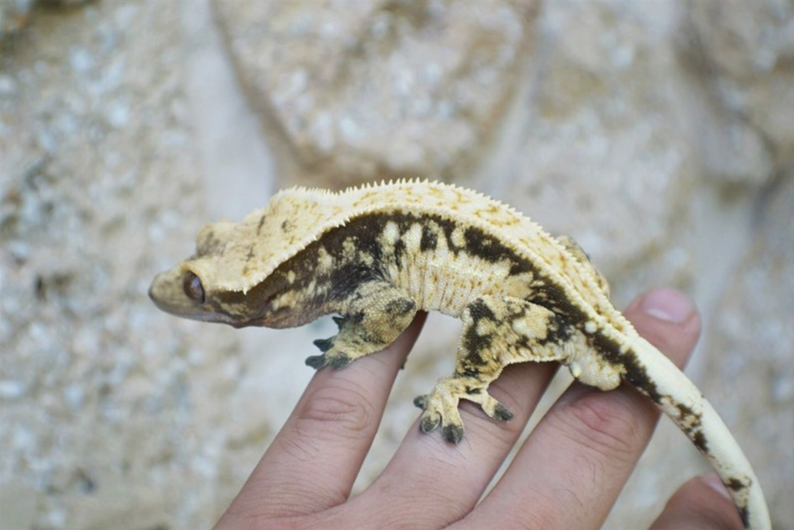 Jambi (Harley x Starburst) Produced by the Minagerie & Harley Gecko