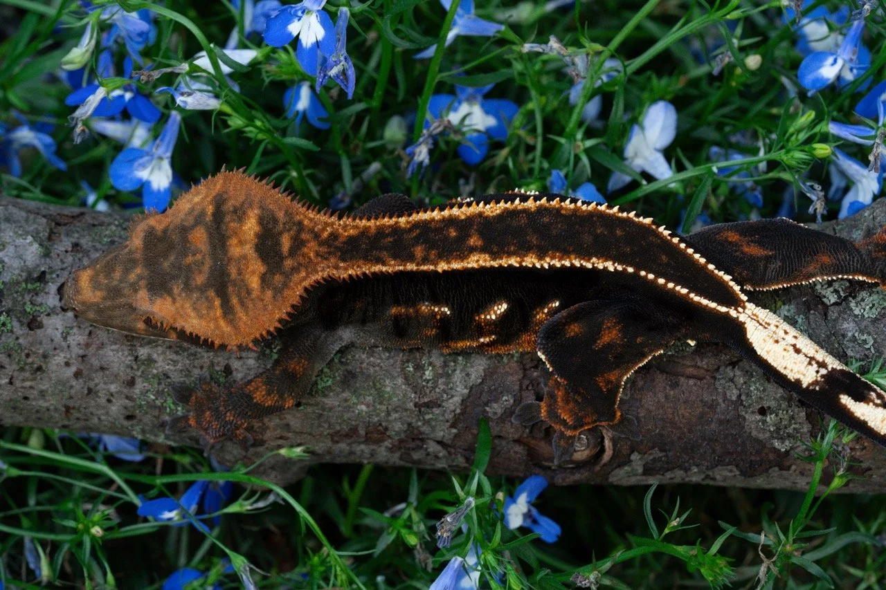 Eventide -2 Large.jpeg