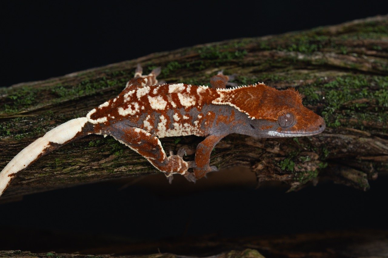 KaCa25-6-6 Large.jpeg