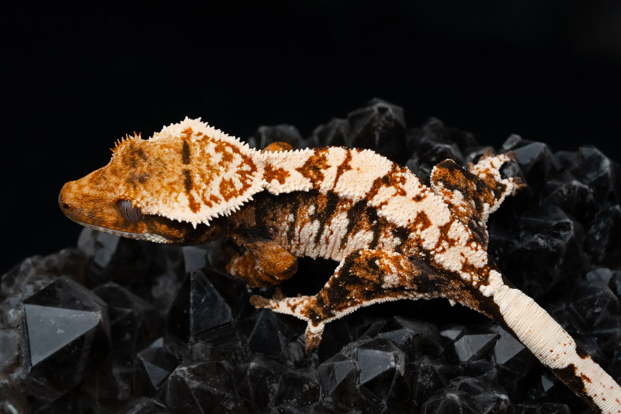 roman empire smqg254-2.jpg