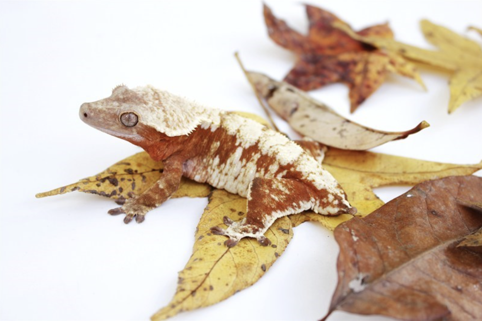 Icee - Gorgeous Geckos