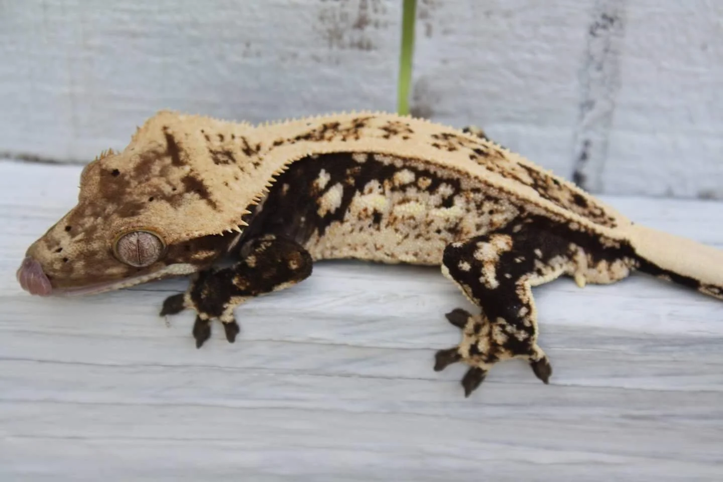 Faucet Produced by Georgia Geckos